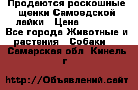 Продаются роскошные щенки Самоедской лайки › Цена ­ 40 000 - Все города Животные и растения » Собаки   . Самарская обл.,Кинель г.